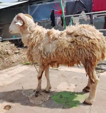 domba qurban 35-50kiloan jantan superan siap hewan kurban 2026 rawatan