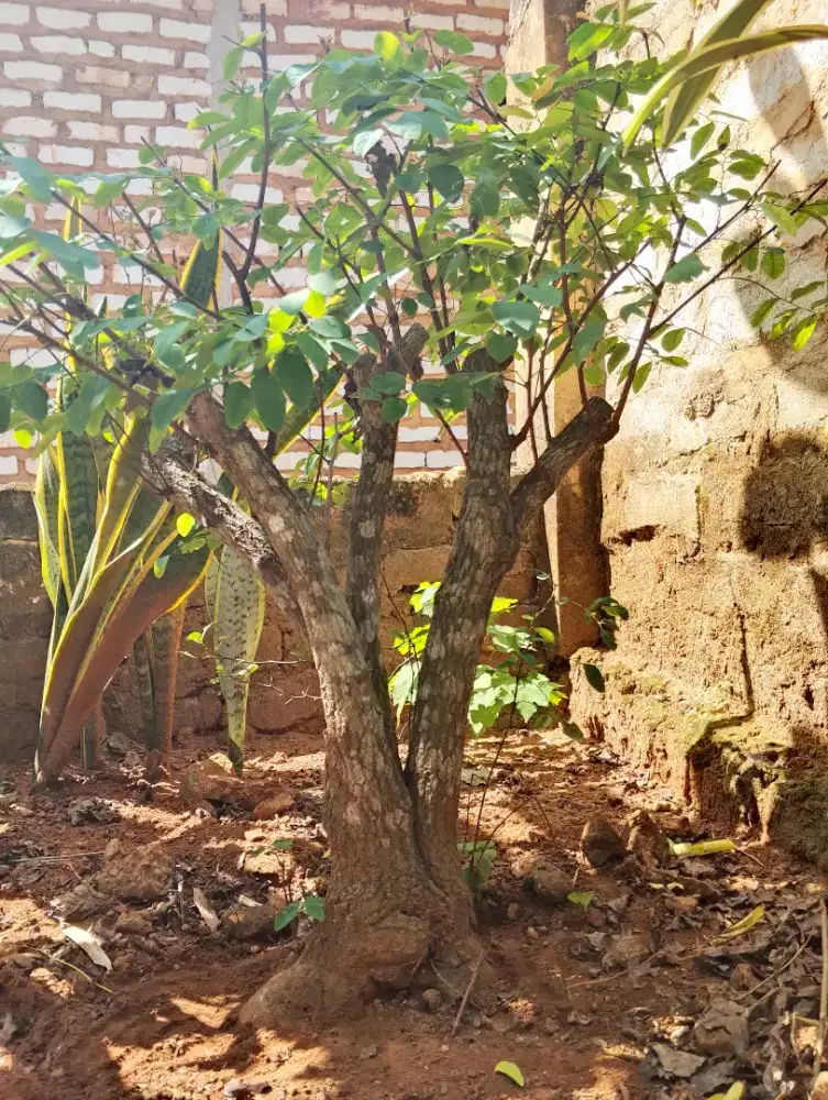 MONGGO YG MINAT BONSAI SUPER