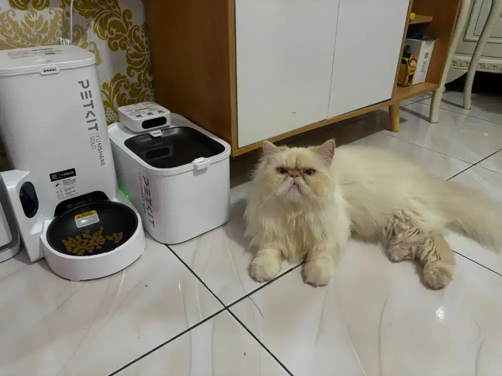 Indukan sepaket peaknose gercep