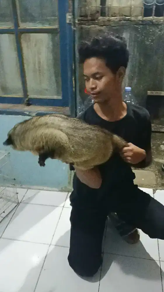 musang obes kuy