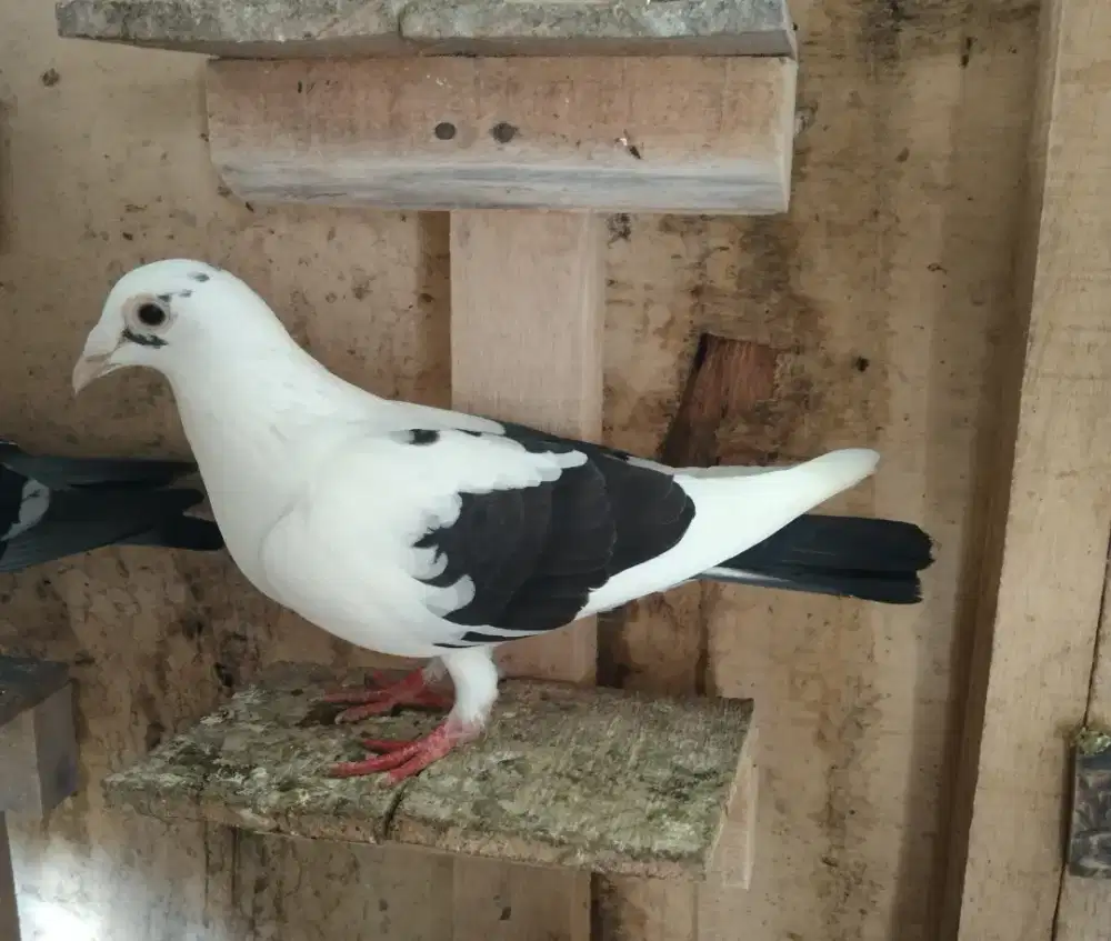 Merpati pos betina muda