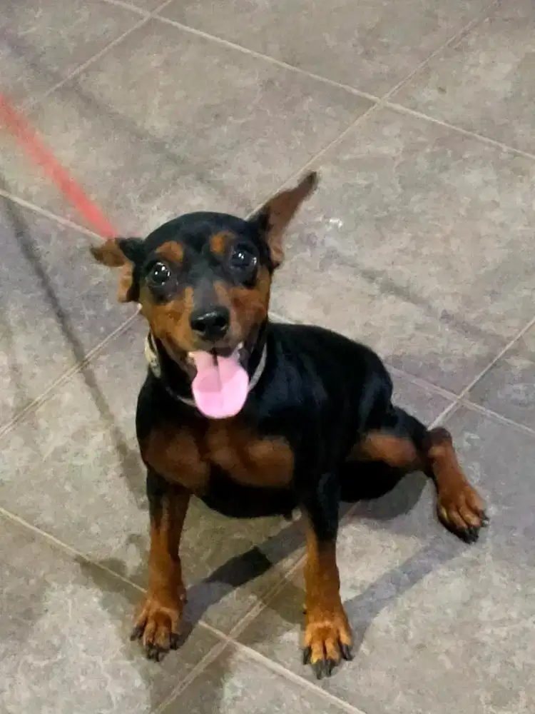 Jual anjing mini pinscher pure breed stambun betina