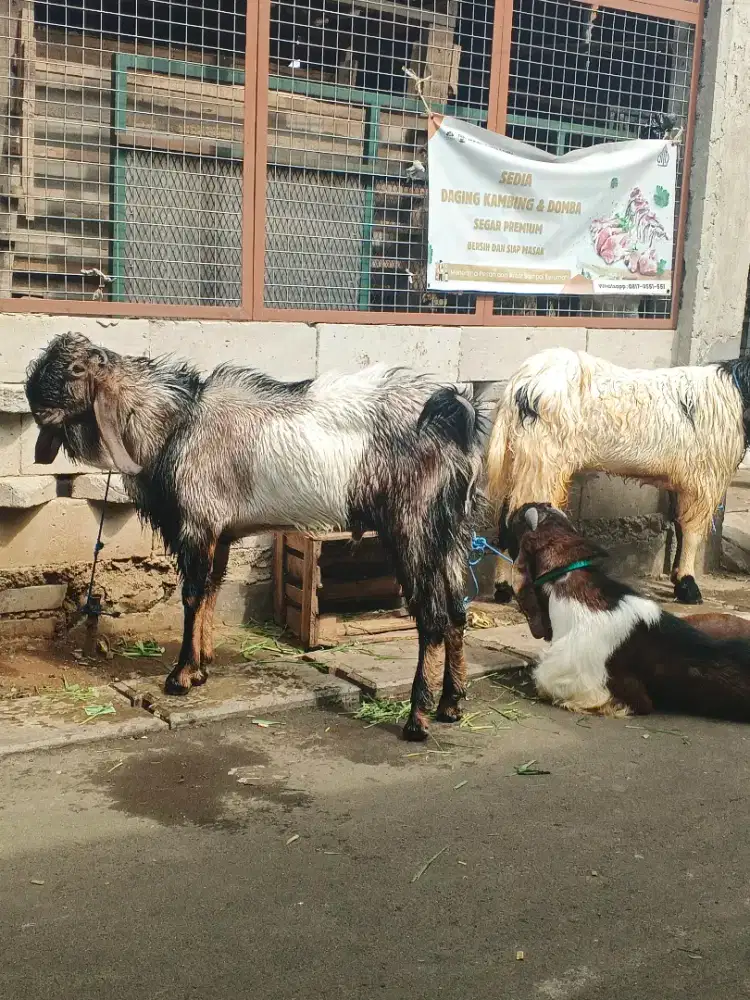 Kambing Jumbo untuk Qurban Juragan Tangsel