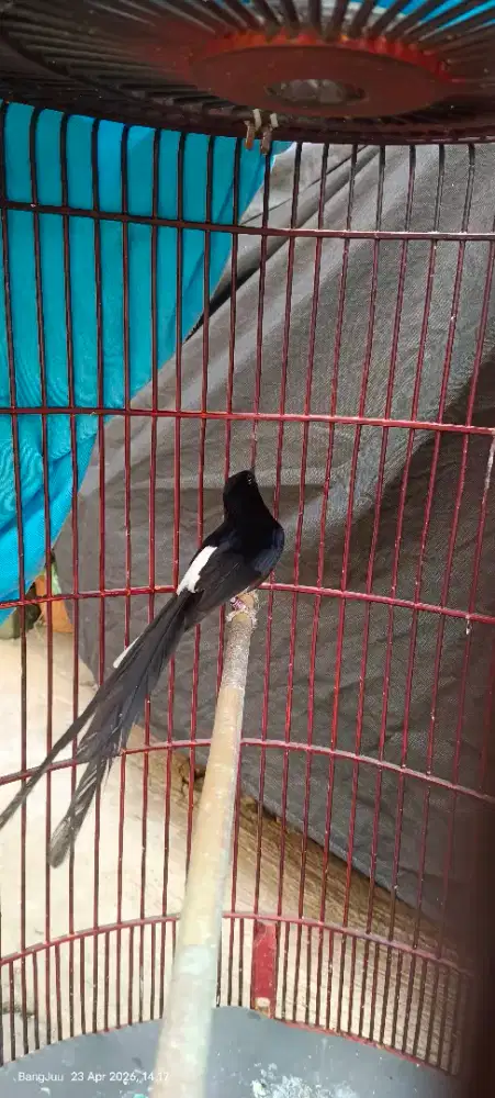 Burung muray batu hutan ex prestasi