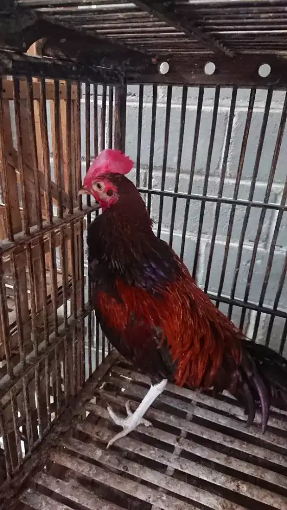 Ayam Bekisar umur 8 Bulan minus