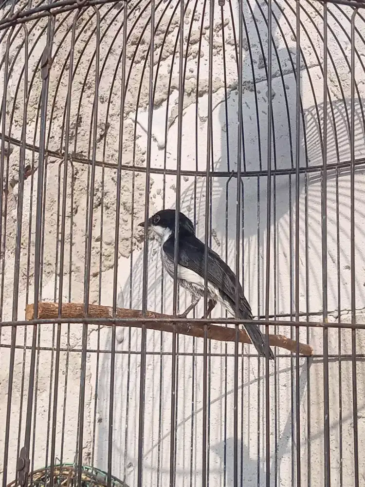 Burung Masteran Jingjing Batu