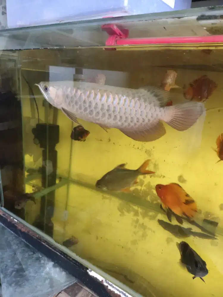 Ikan  jumbo arwana golden red 38cm an