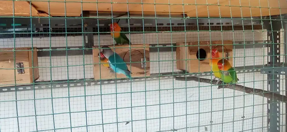 3 pasang lovebird+kandang aviary