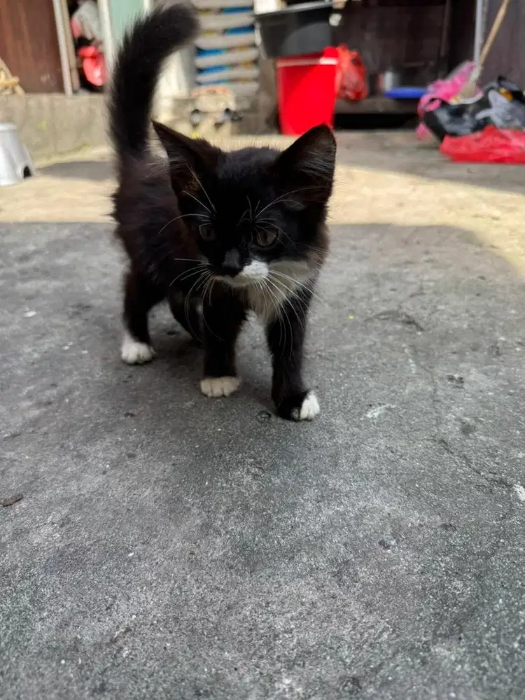 Kucing anggora persia