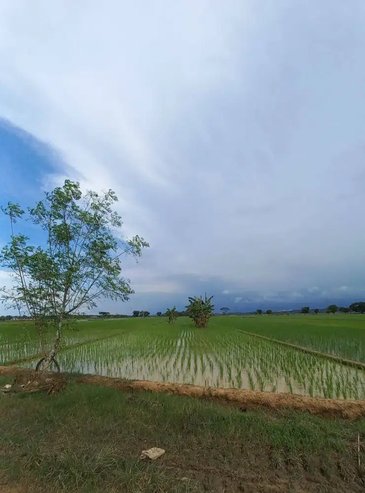 DI JUAL CEPAT (Tanah Sawah di Pekalongan)
