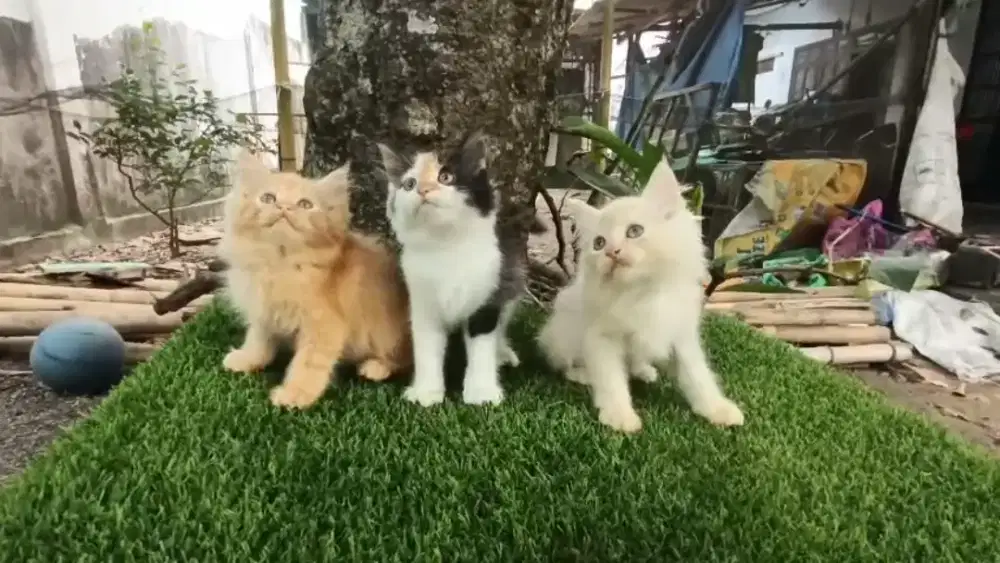 Kitten/Persia/Kitten Persia/Kucing Ras/Flatnose/British/Munchkin