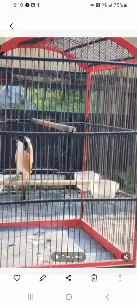 Pentet muda gavor dor