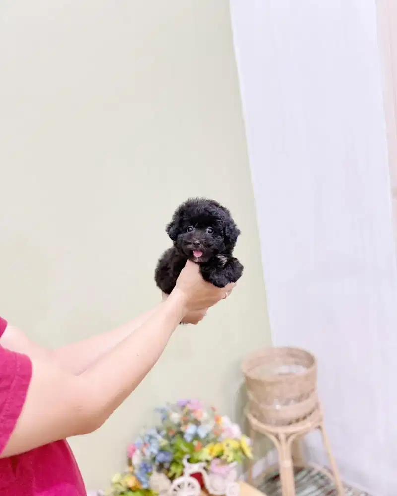 Female Tiny black poodle super cute face best quality sehat terawat