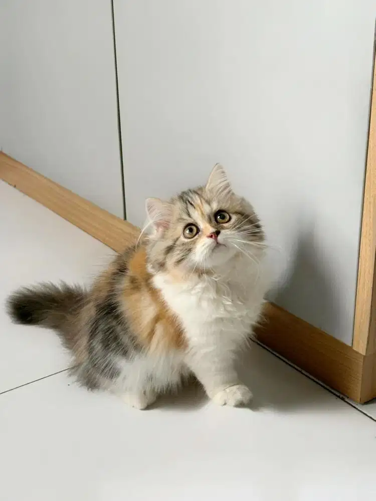 Usia 2,5bln betina munckin ns