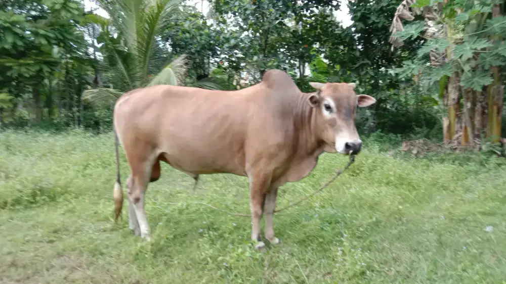 Sapi kurban harga bisa nego