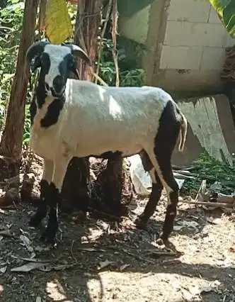 domba qurban 35-50kiloan layak hewan kurban 2026 jamin manteb rawatan