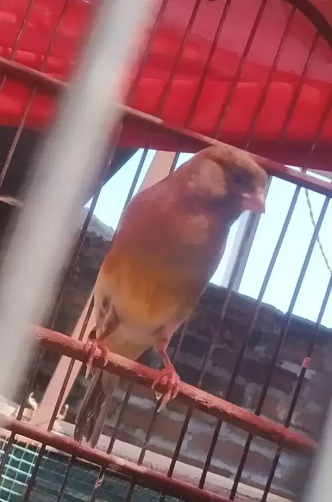 Kenari loper gacoran