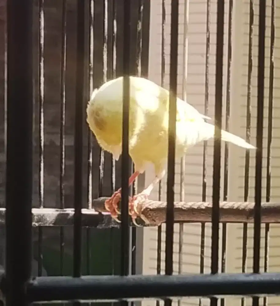 Kenari jantan gacoran