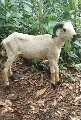 domba jantan 35-50kiloan siap hewan qurban 2026 jamin manteb puas top