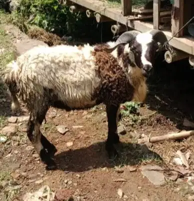 domba jantan 35-50kiloan siap hewan qurban 2026 jamin manteb puas top