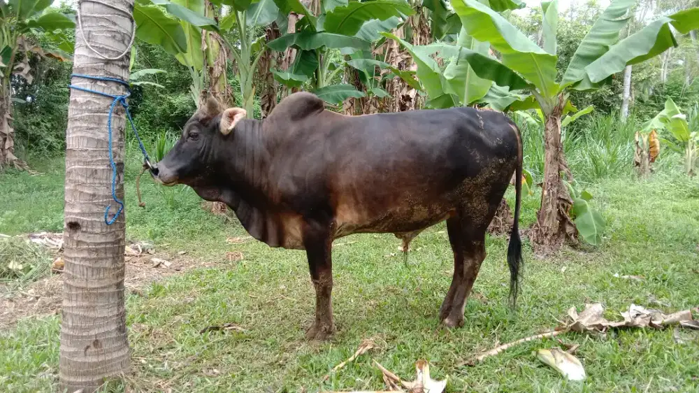 SAPI KURBAN free ongkir