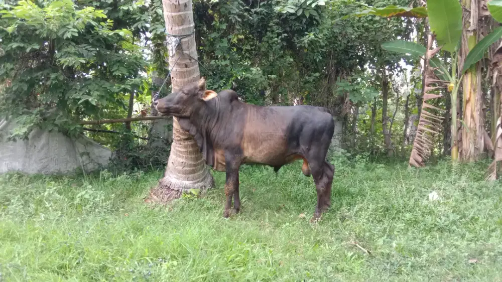 Sapi Qurban (NEGO)