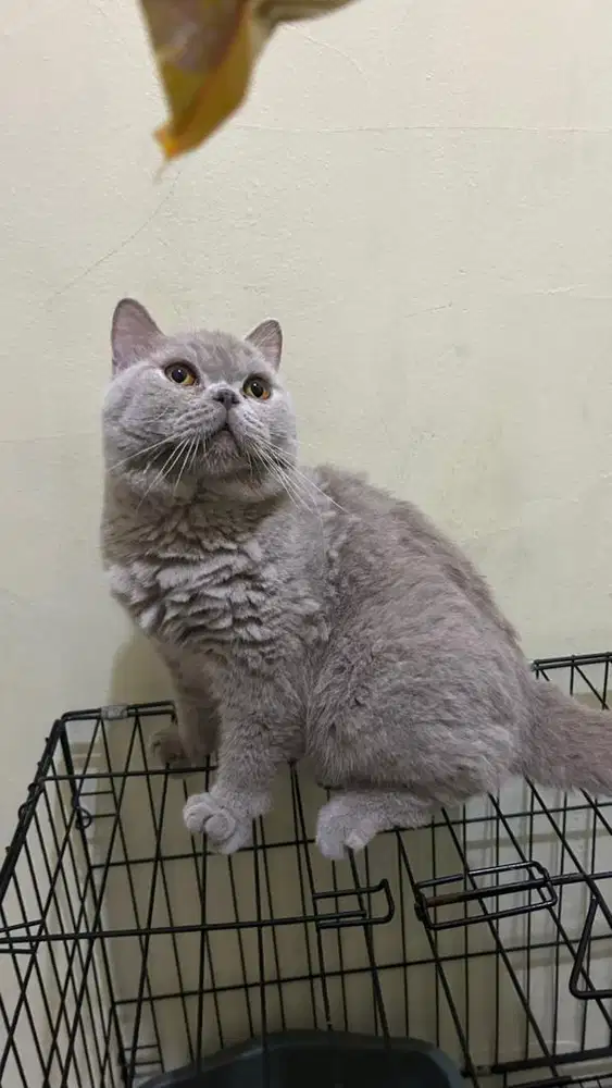 Kucing Bsh jantan lilac british short hair