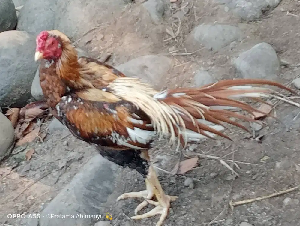 Ayam Bangkok Ekor Lidi