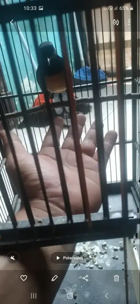 Murai medan betina gacor jinak fulset BU