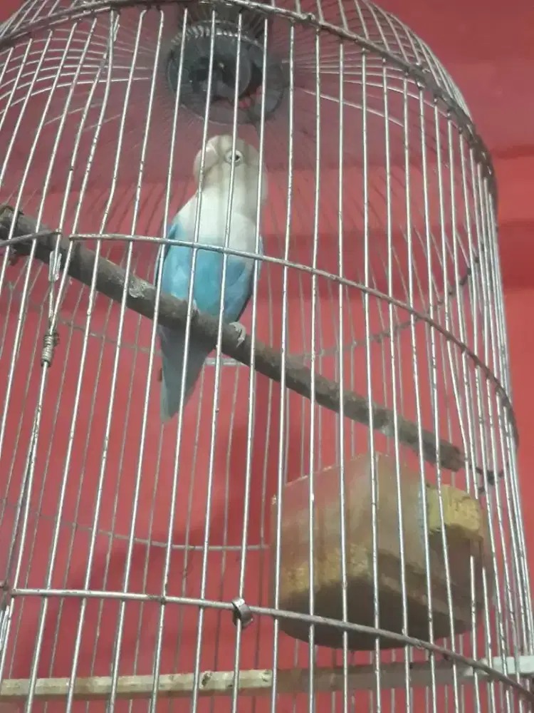 Lovebird aktip bunyi nyerecet