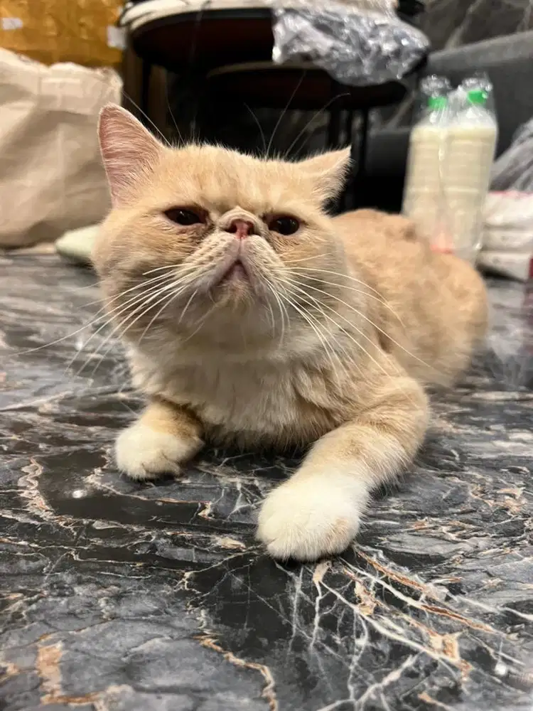 Peaknose jantan Exotic shorthair BU