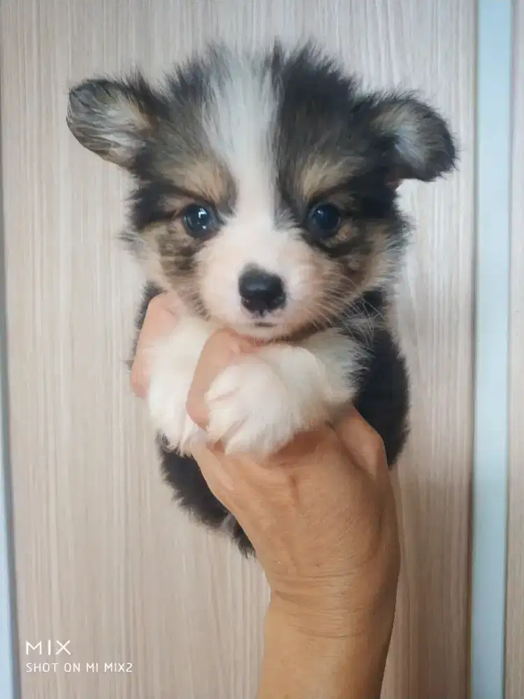 Jual Anakan Corgi Jantan Fluffy