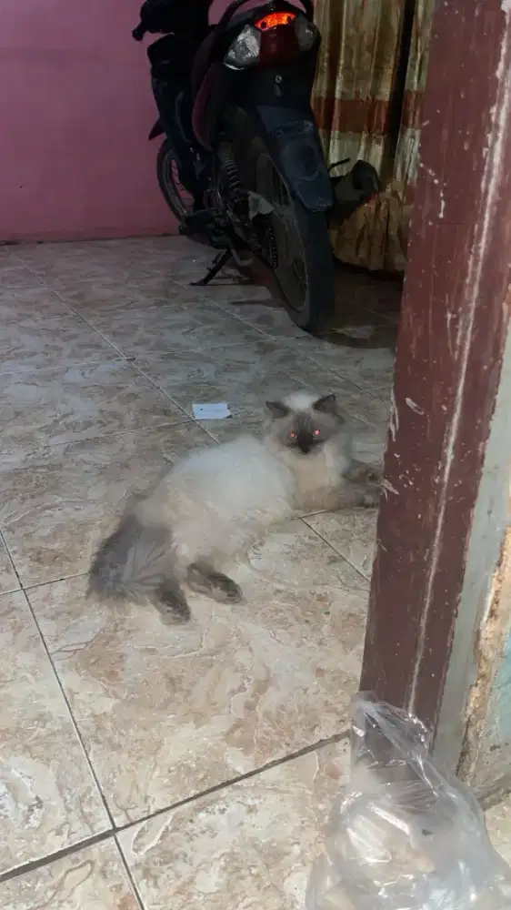 Kucing Himalaya Betina