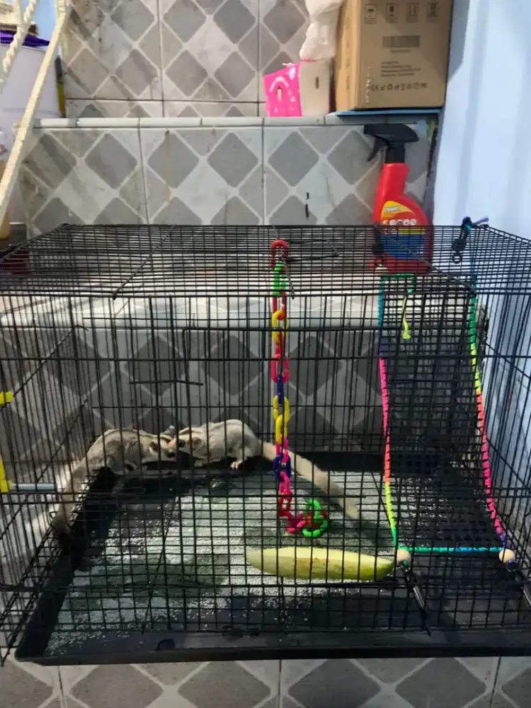 Sugar Glider sepasang