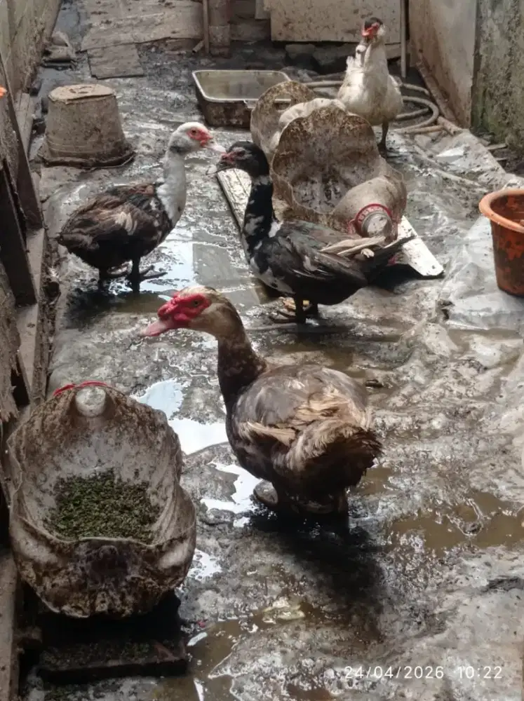 Induk Entok super jumbo