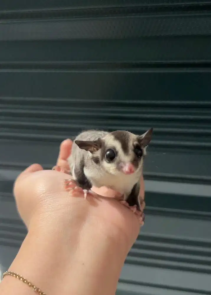 READY TO ADOPT JOEY SUGAR GLIDER CLASSIC GRAY SG CG UMUR 1,5 BULAN
