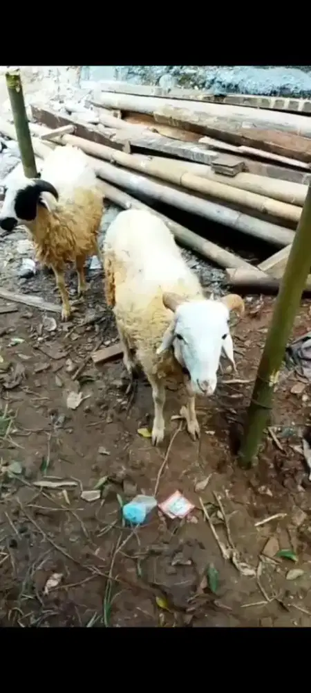 Kambing Qurban dan aqiqah