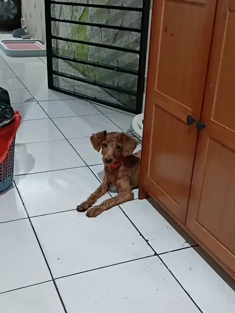 Anjing Poodle Betina