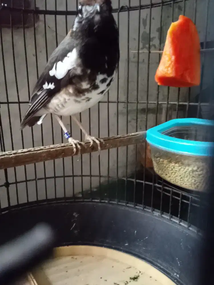 Annis kembang dah ngeplong mulus