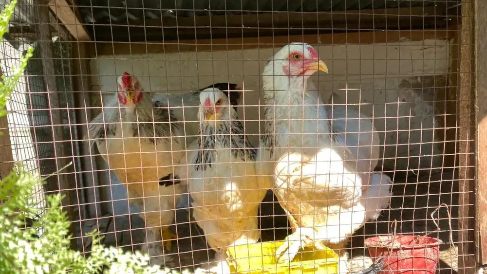Ayam Brahma Usia 1,5 Bulan - 4 Bulan