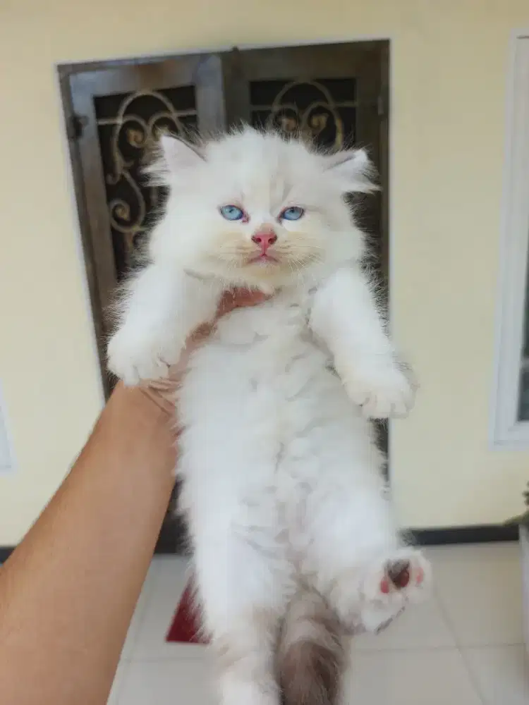 Kitten Persia Betina Good Quality