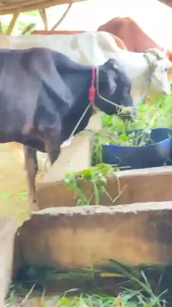 Sapi kurban langsung peternak