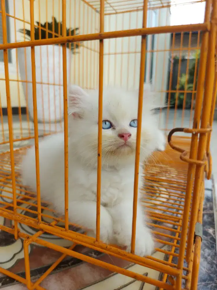 Kitten Persia Jantan Good Quality