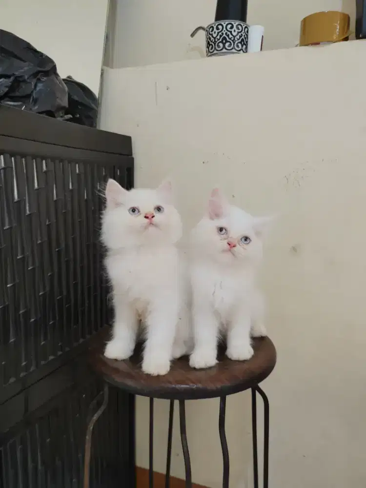 Kucing kitten persia mix ragdoll / anggora / himalaya / peaknose