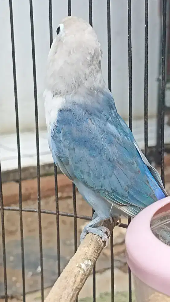 Jual burung lovebird burja