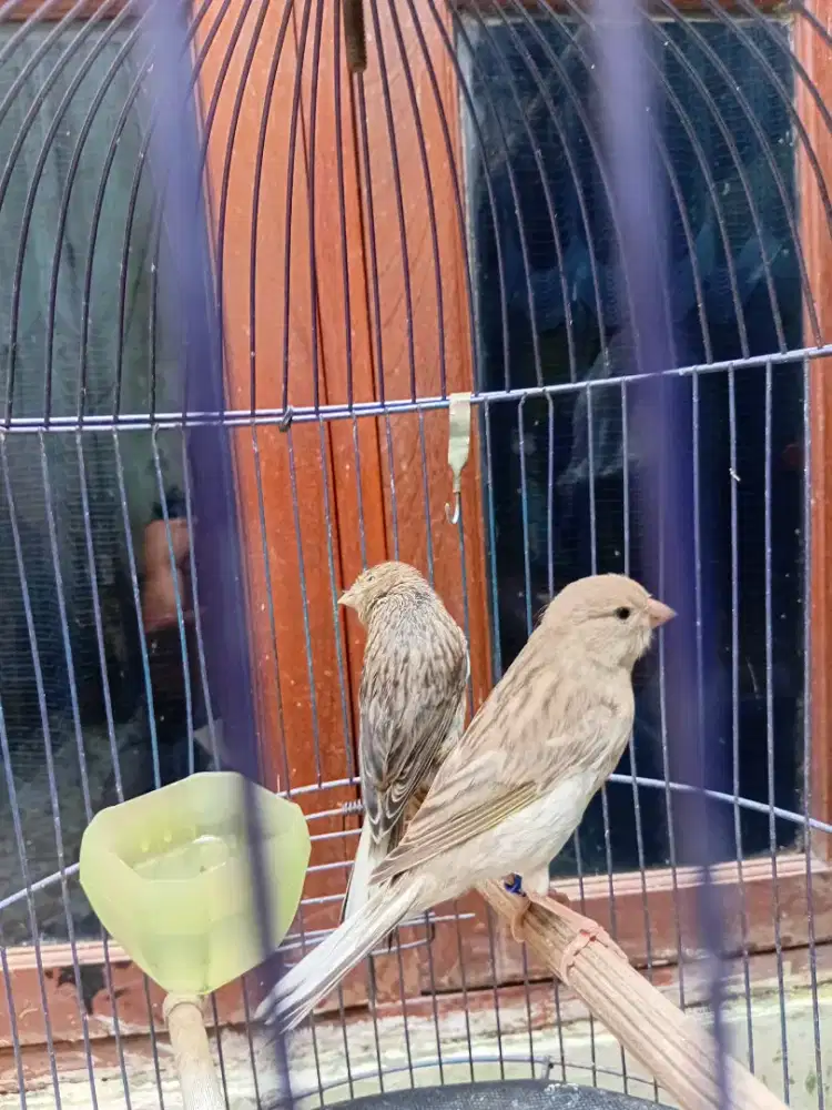 Dijual paud sepasang afxafs starblu