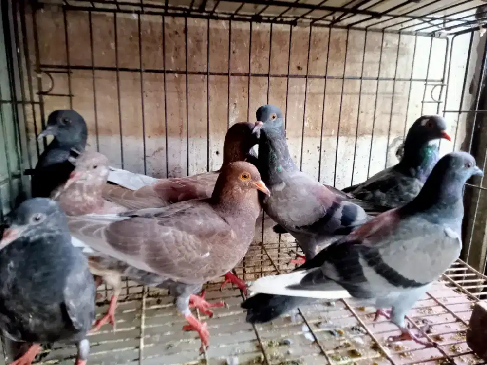 Burung piyik/usia muda mandiri