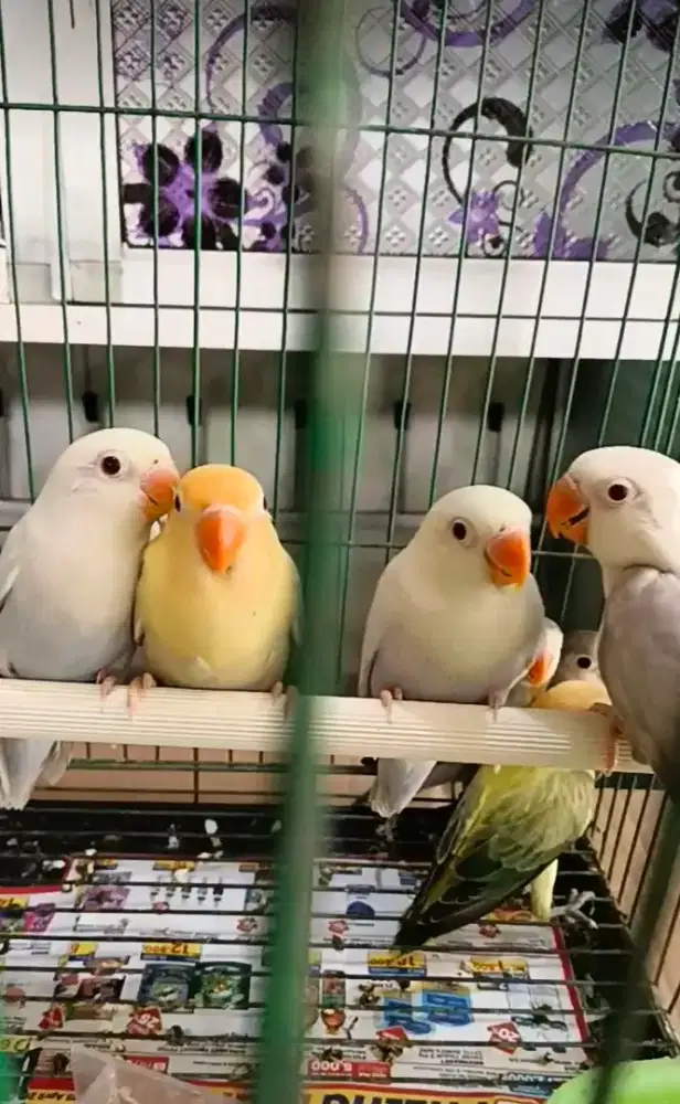 Burung LB anak biola pf mm