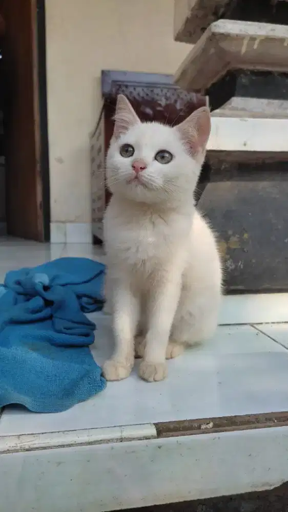Anak kucing persia mix