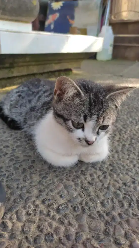 Anak kucing mix persia